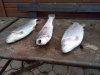 IMG-20181107-WA0016.jpg