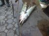 IMG-20181109-WA0008.jpg