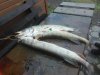 IMG-20181109-WA0009.jpg