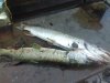 IMG-20181109-WA0001.jpg