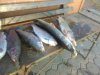 IMG-20181115-WA0008.jpg