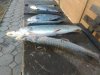 IMG-20181115-WA0006.jpg