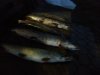 IMG-20181116-WA0000.jpg