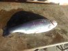 IMG-20181123-WA0006.jpg