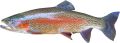 rainbow-trout.png