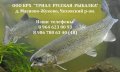 oncorhynchus_mykiss_hd4299.jpg