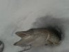 январь 2013 002.jpg январь 2013 002.jpg