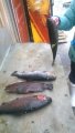 IMG-20190308-WA0125.jpg