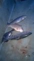 IMG-20190308-WA0165.jpg