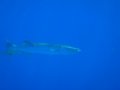 DSC01999.jpg