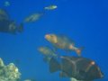 DSC02046.jpg