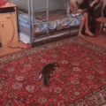 gifs_09.gif