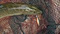 DSC02033.jpg