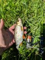 IMG_20190603_130256.jpg