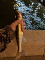 IMG_20190625_231754.jpg