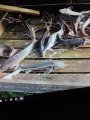IMG-20190718-WA0026.jpg