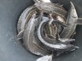 DSCF5897.JPG