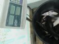 DSCF6247.JPG