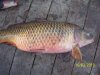 100_1036.jpg