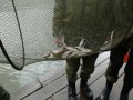 DSCF7886_новый размер.JPG