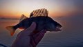DSC09866.jpg