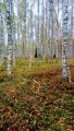 IMG_20190926_091326.jpg