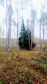 IMG_20190926_091340.jpg