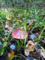 IMG_20191003_110607.jpg