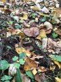 IMG-20191005-WA0010.jpg