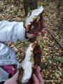 IMG_20191007_154304.jpg