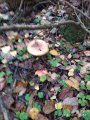 IMG_20191007_155719.jpg