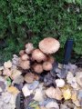 IMG_20191007_162304.jpg
