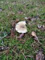 IMG_20191005_084756_1.jpg