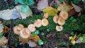 IMG_20191005_134351.jpg