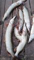 IMG-20191018-WA0009.jpg