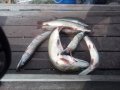IMG-20191019-WA0060.jpg