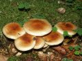 Pholiota-lubrica_02.jpg