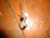 DSC05334_thumb.jpg