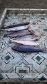 IMG-20191124-WA0036.jpg