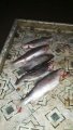 IMG-20191124-WA0052.jpg