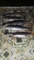 IMG-20191126-WA0061.jpg