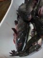 IMG_20191127_082357.jpg