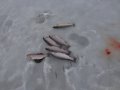DSC01353.JPG