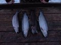 DSC01456.JPG