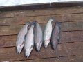 DSC01449.JPG