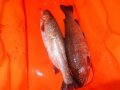 DSC01484.JPG