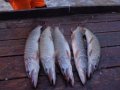 DSC01506.JPG