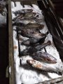 IMG-20200123-WA0110.jpg