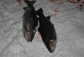 DSC_0007.JPG