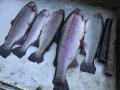 IMG_1256.JPG